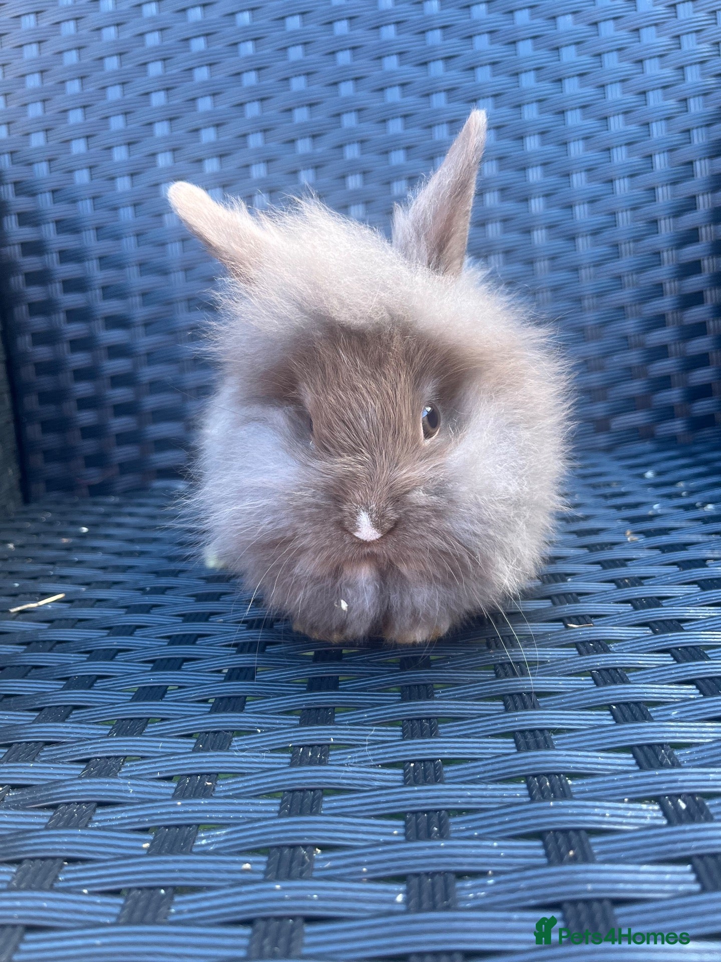 Mini Lion Lop rabbits Lion lops ready to go Friday - Advert 1