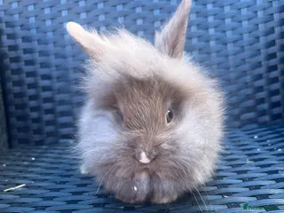 Mini Lion Lop rabbits Lion lops ready to go Friday - Advert 1