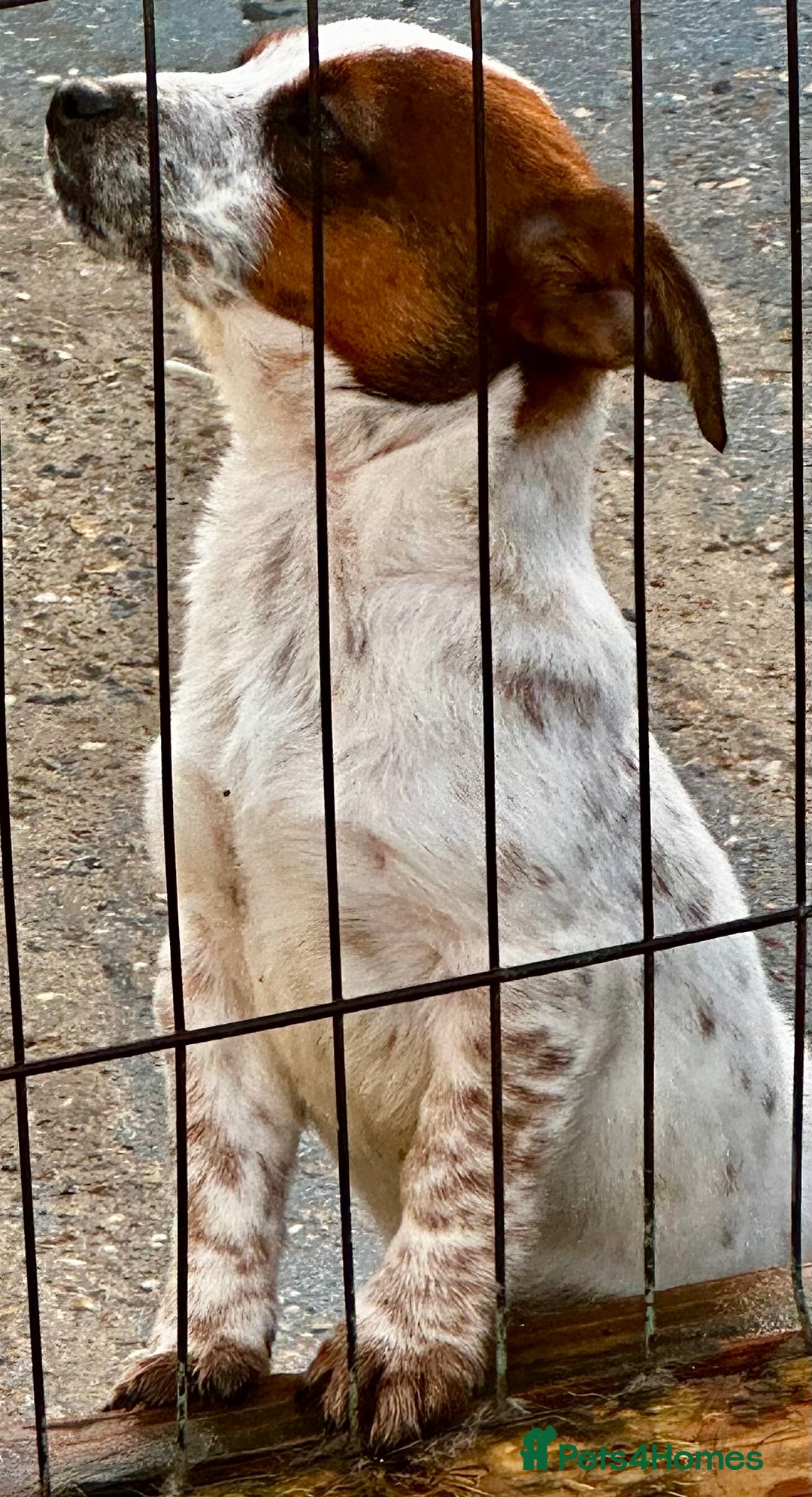 Jack Russell dogs for sale: Kennel Club Registered Jack Russell Terrier Female - Advert 16