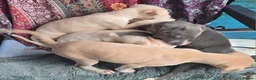 Mixed Breed dogs for sale: ALL SOLD-Italian Greyhound x Whippet - Advert 14