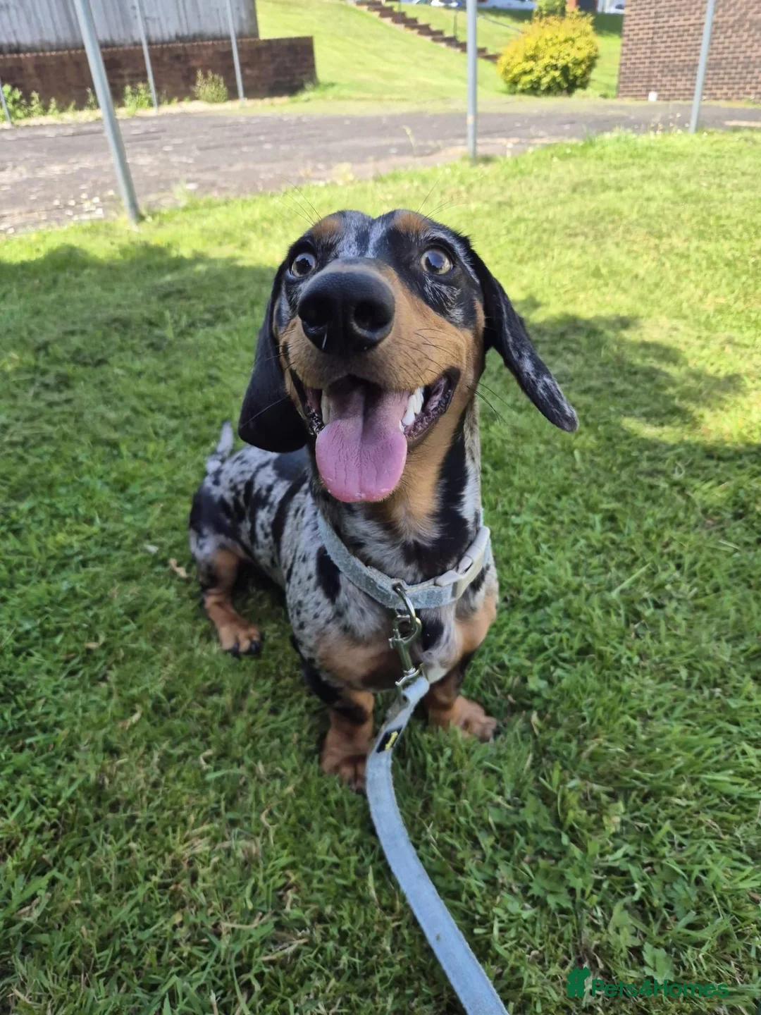 Miniature Dachshund dogs for sale: 1 Year old loving  in Wolverhampton - Advert 1