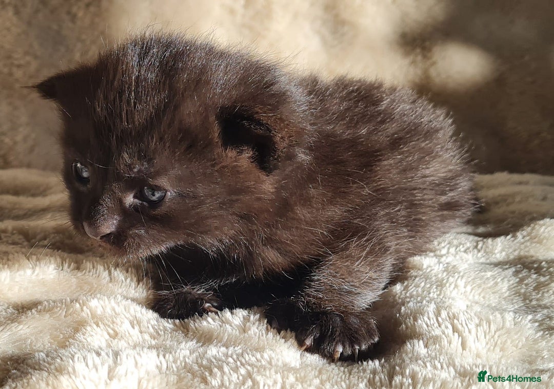 Maine Coon cats for sale: MAINE COONE KITTENS POLYDACTYL&NON POLYDACTYL   - Advert 30