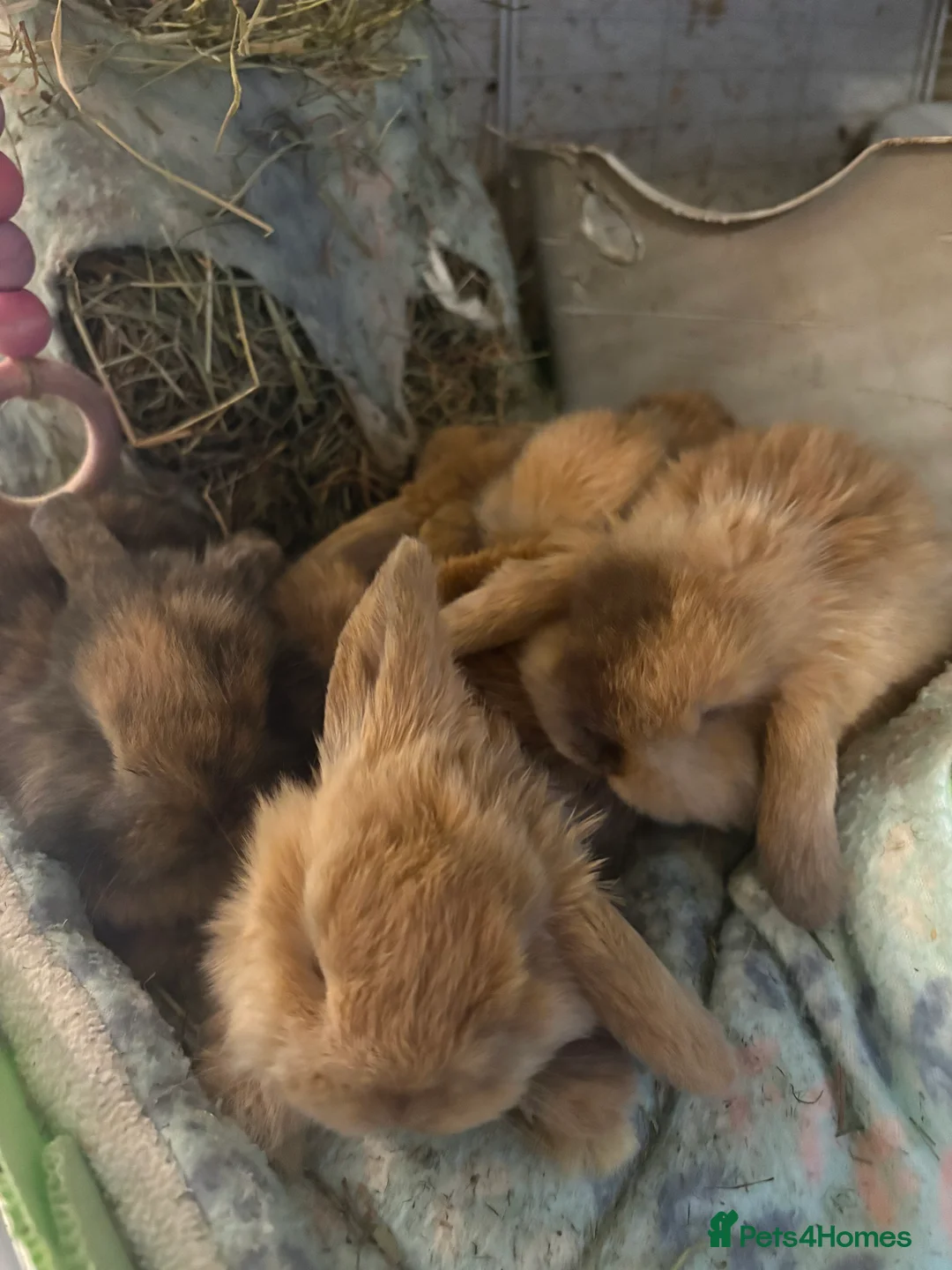 Mini Lop rabbits for sale: Vaccinated/raised indoors, mini lops and lion lop  - Advert 4