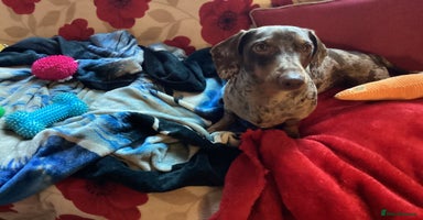 Dachshund dogs 🐶💛 Meet Clyde ! He needs a confident Loving Home - Advert 16