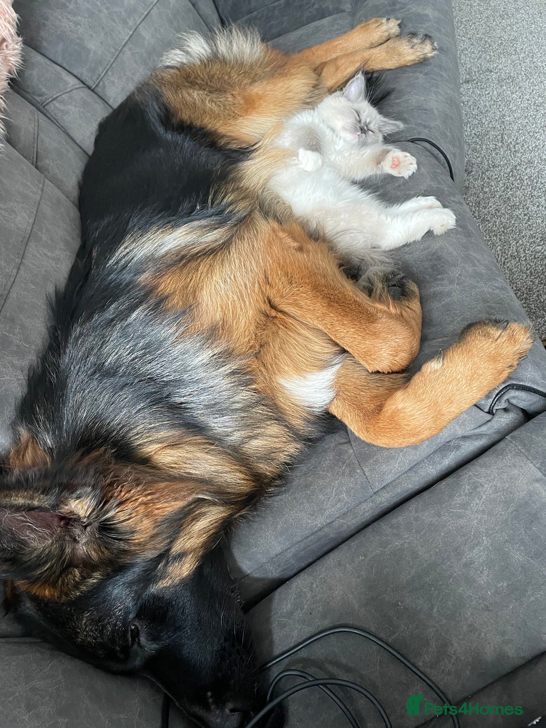 German Shepherd dogs for sale: German Shepherd Girl 13 months old  - Image 2