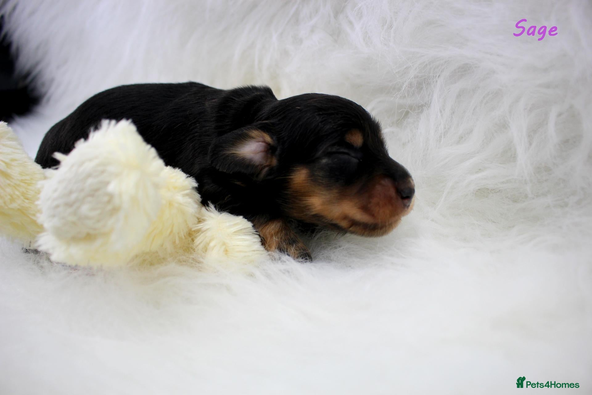 Miniature Dachshund dogs for sale: 🌟 Dapple & Black & Tan PRA Clear KC reg Dec 26 🌟 - Advert 1