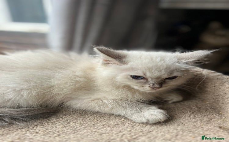 Ragdoll cats Gccf ragdoll kittens  - Advert 7