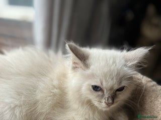 Ragdoll cats Gccf ragdoll kittens - Advert 15