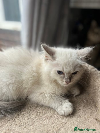 Ragdoll cats Gccf ragdoll kittens - Advert 1