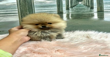 Pomeranian dogs 🔥Very Tiny(600gr)🧸Top Quality 💎 - Advert 9