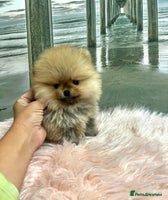 Pomeranian dogs 🔥Very Tiny(600gr)🧸Top Quality 💎 - Advert 9
