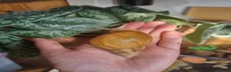 Snails invertebrates for sale: Giant African Land Snails (Lissachatina Fulica) in Norwich - Advert 6