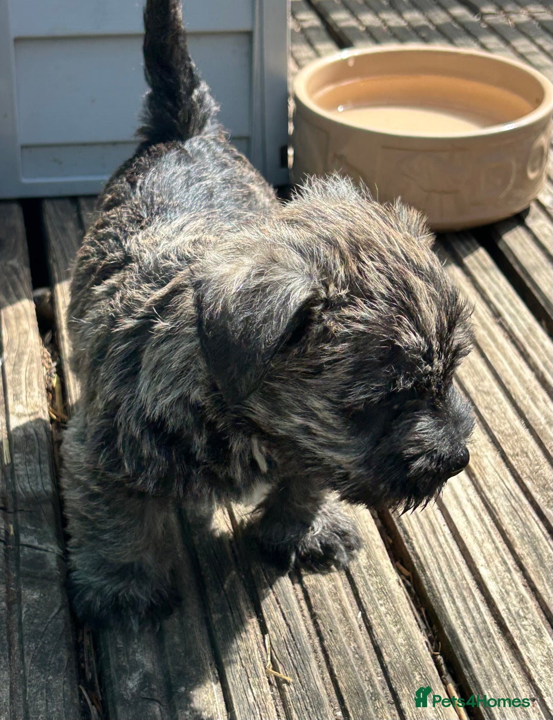 Mixed Breed dogs for sale: Stunning Wowzer pups  - Image 4