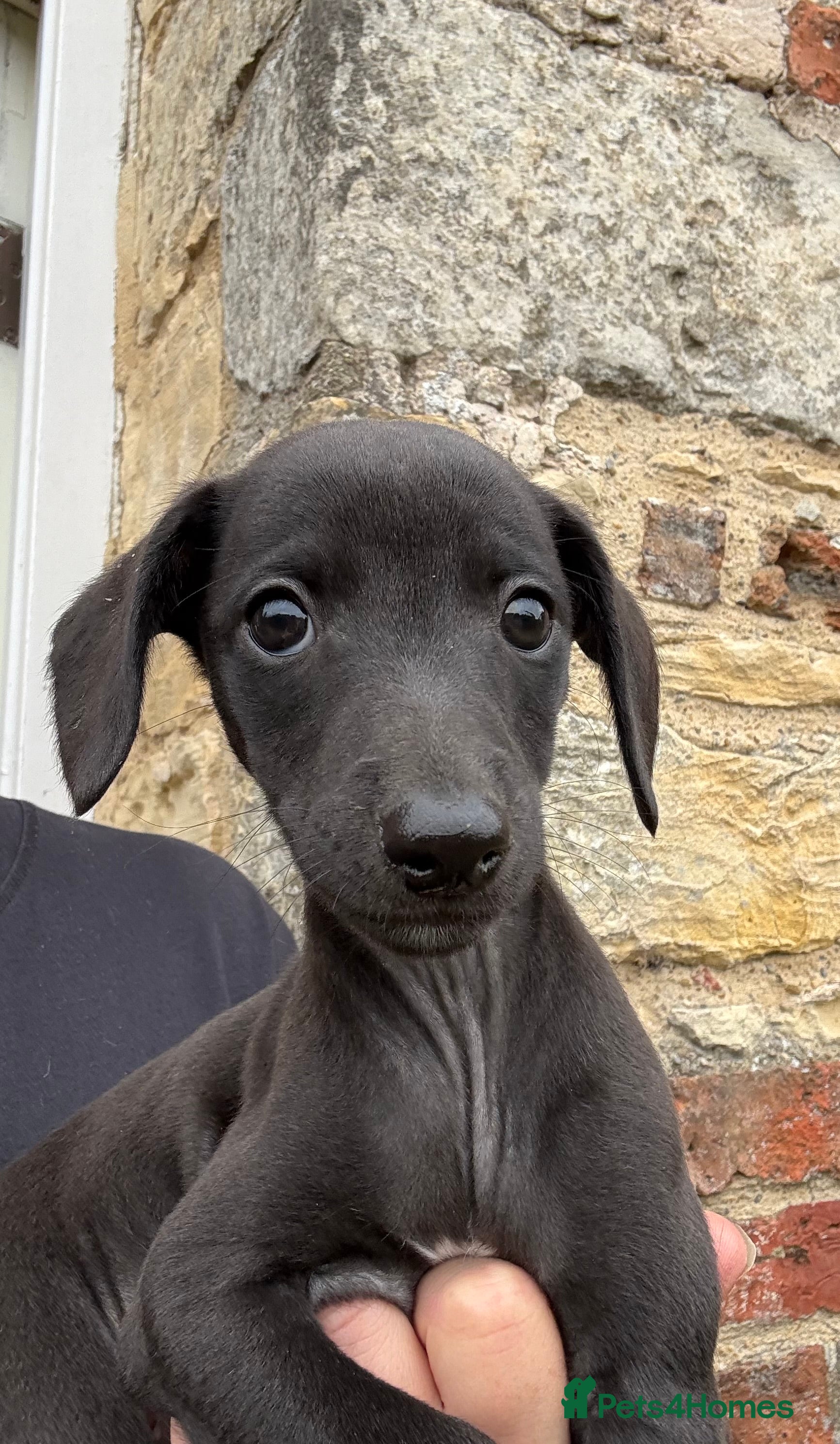 Mixed Breed dogs Bedlington Whippet Puppies  - Advert 2