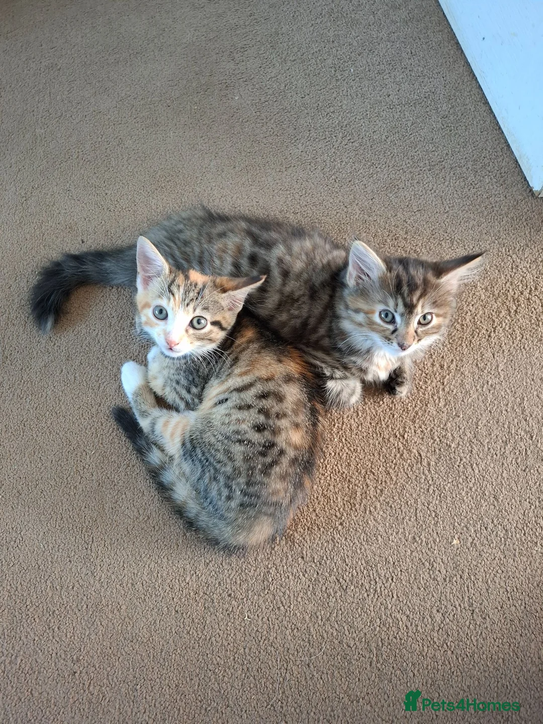 Mixed Breed cats for sale: 2 female kittens  - Advert 1
