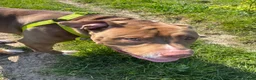 Mixed Breed dogs for sale: Bowen- Staffy x Lab - Advert 5