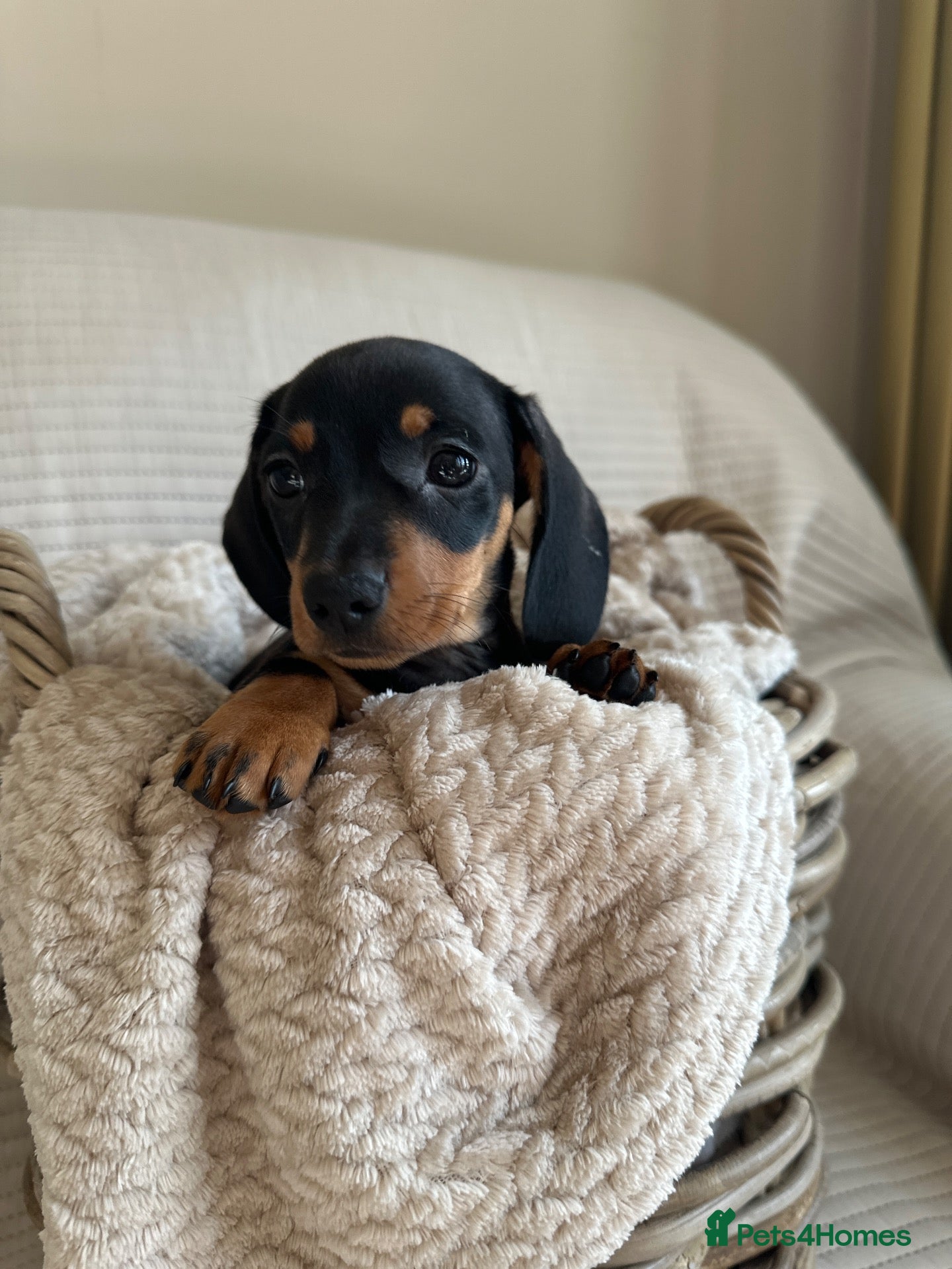 Miniature Dachshund dogs Exceptional minature daschunds  - Advert 6