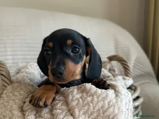 Miniature Dachshund dogs Exceptional minature daschunds - Advert 6