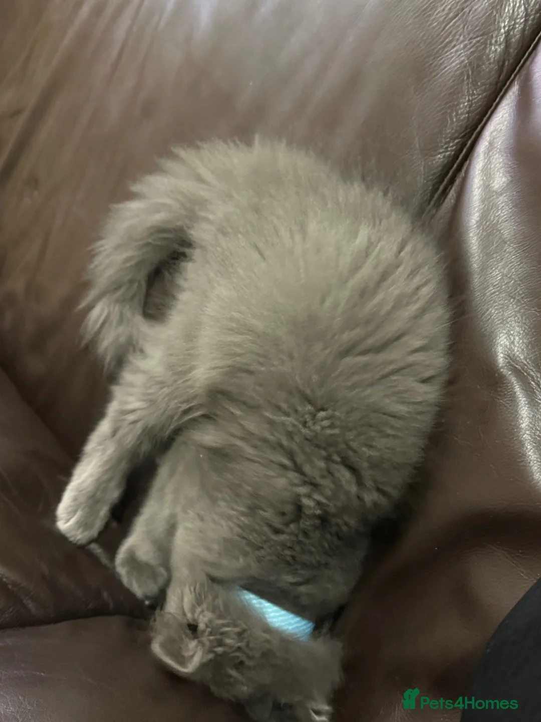 British Longhair cats for sale: 2 British short hairs 250 each 13weeks old in Birmingham - Advert 8