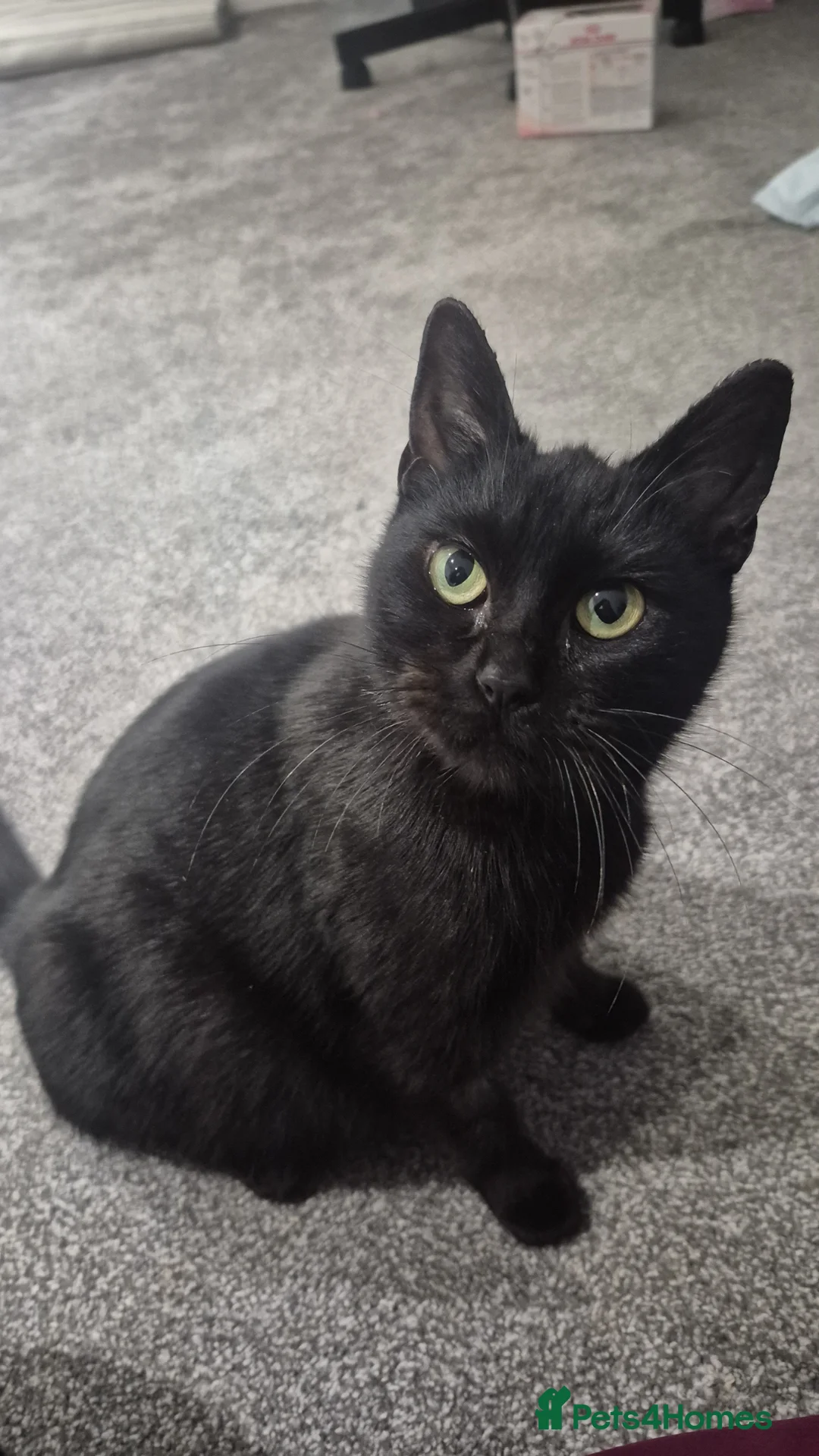 Mixed Breed cats for sale: Can you offer Lily a home? Rescue cat 🐈 - Advert 2