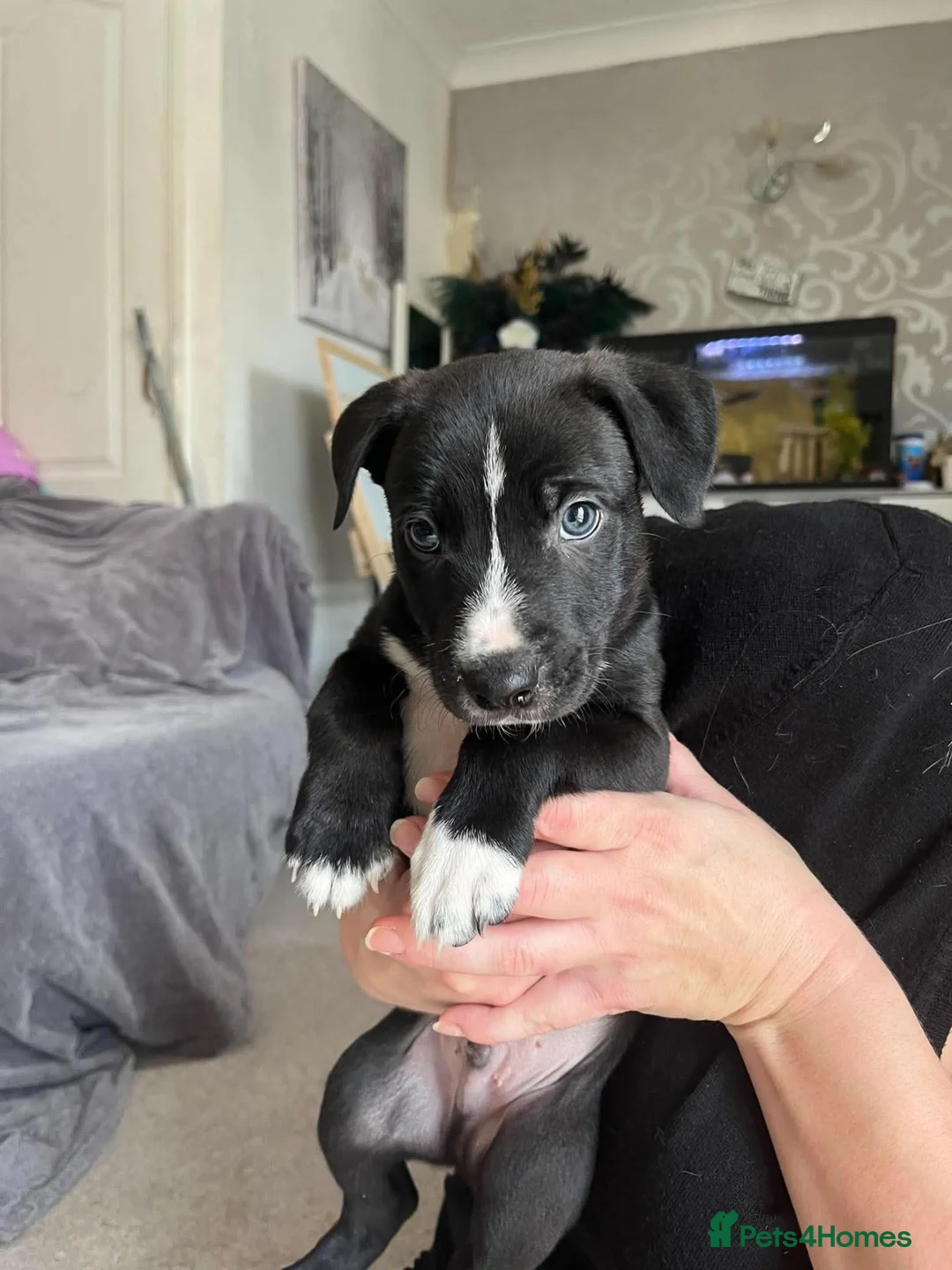 Mixed Breed dogs for sale: Beautiful bull lurcher pups  in Barnstaple - Advert 2