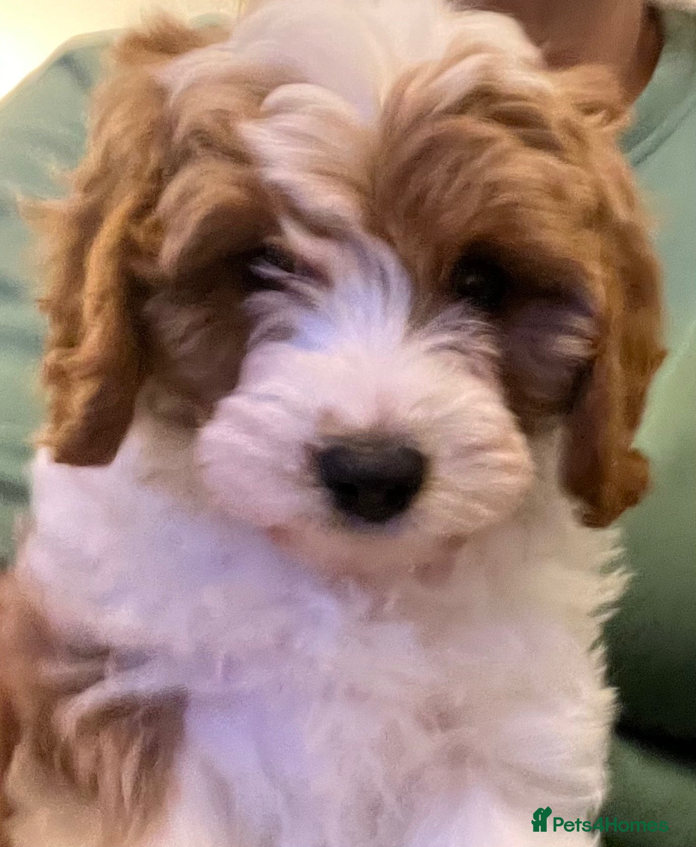 Cavapoo dogs 🐶🐾Stunning health clear cavapoo puppies🐾🐶 - Advert 8