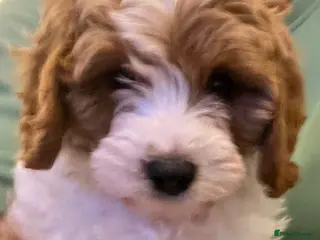 Cavapoo dogs 🐶🐾Stunning health clear cavapoo puppies🐾🐶 - Advert 8