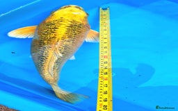 Goldfish fish for sale: GOLDFISH KOI CARP GHOST CARP BUTTERFLY KOI FISH - Image 8