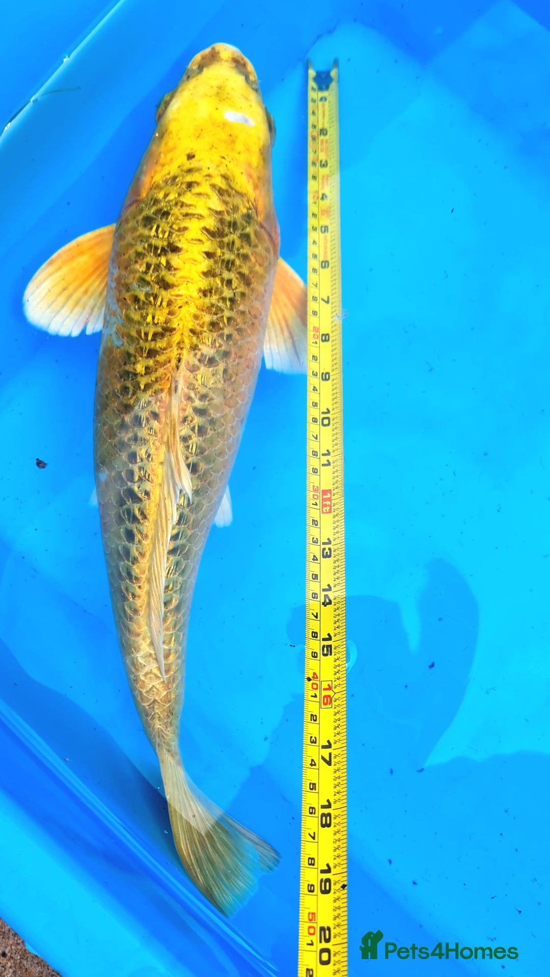 Goldfish fish for sale: GOLDFISH KOI CARP GHOST CARP BUTTERFLY KOI FISH - Image 8