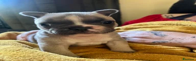 Elvis 