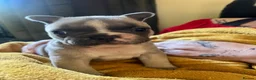 Mixed Breed dogs for sale: Adorable Frenchton Puppies! 🐾 in Daventry - Advert 2