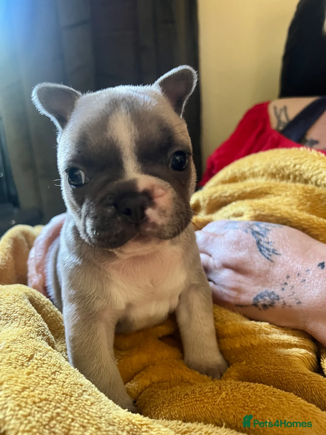 Mixed Breed dogs for sale: Adorable Frenchton Puppies! 🐾 in Daventry - Advert 2