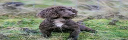 Cocker Spaniel dogs for sale: FTCH x FTW KC Working Cocker Pups - Advert 4