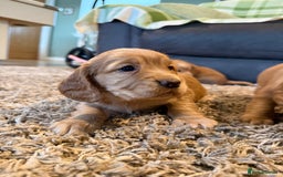 Cocker Spaniel dogs for sale: STUNNING KC COCKER SPANIELS  - Image 5