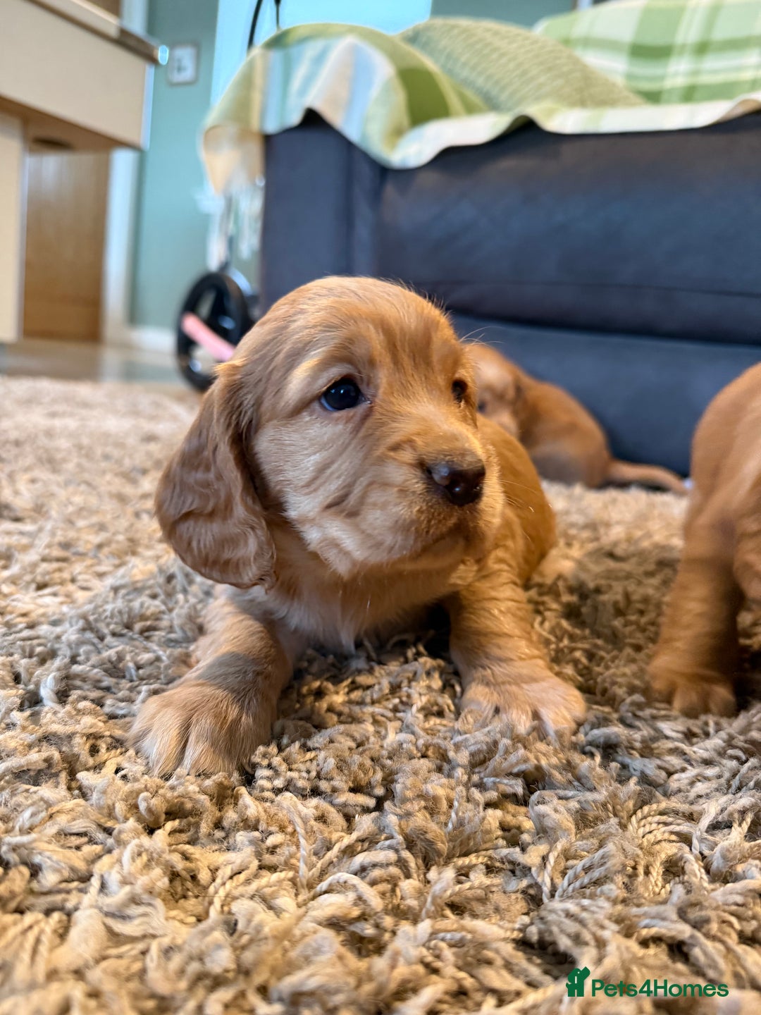 Cocker Spaniel dogs for sale: STUNNING KC COCKER SPANIELS  - Image 5