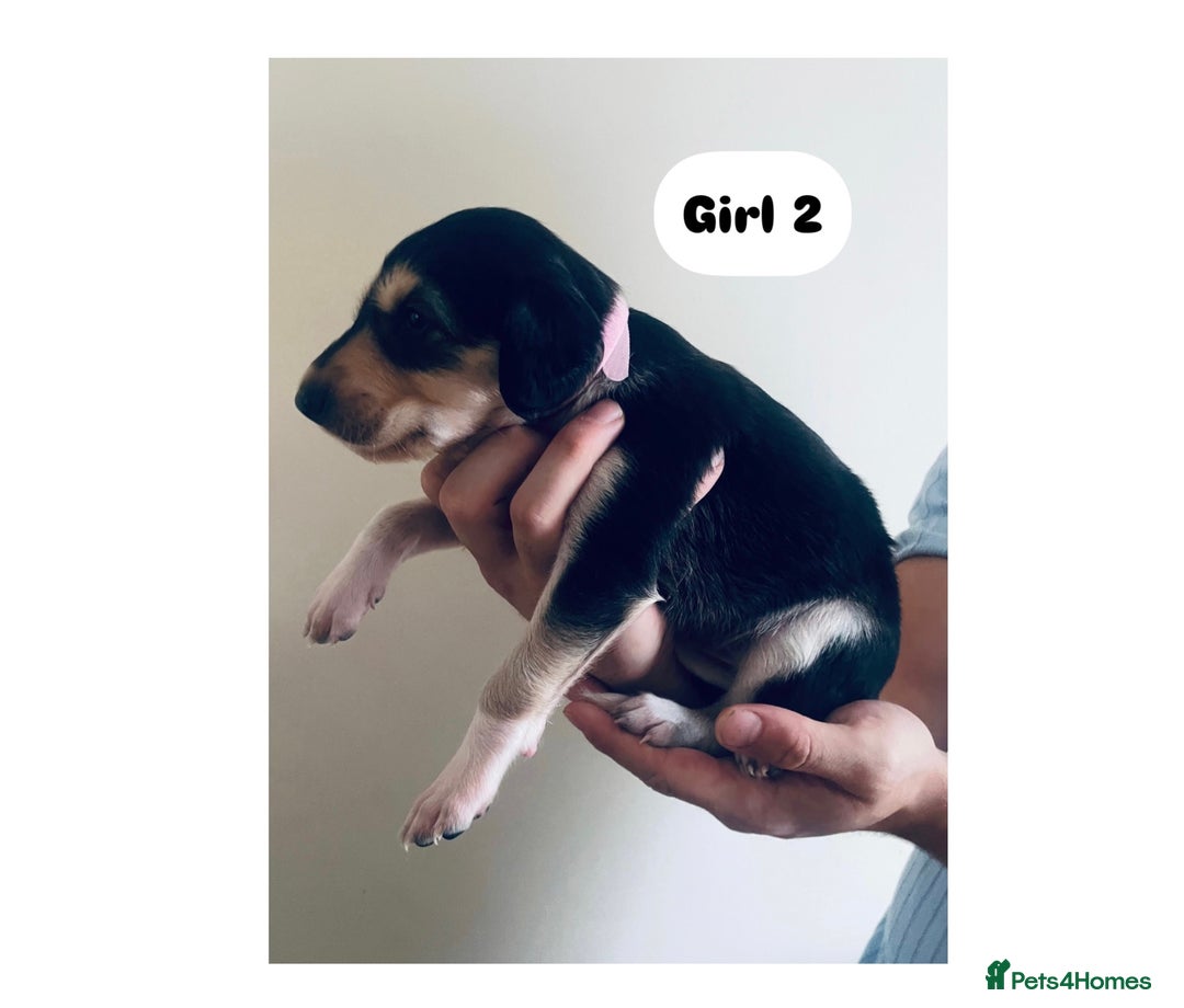 Saluki dogs for sale: KC registered Saluki puppies - Image 5