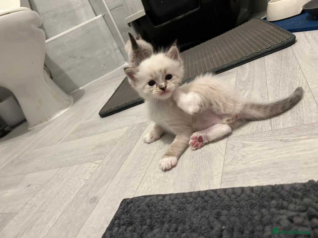 Ragdoll cats for sale: Ragdoll kittens  - Image 7