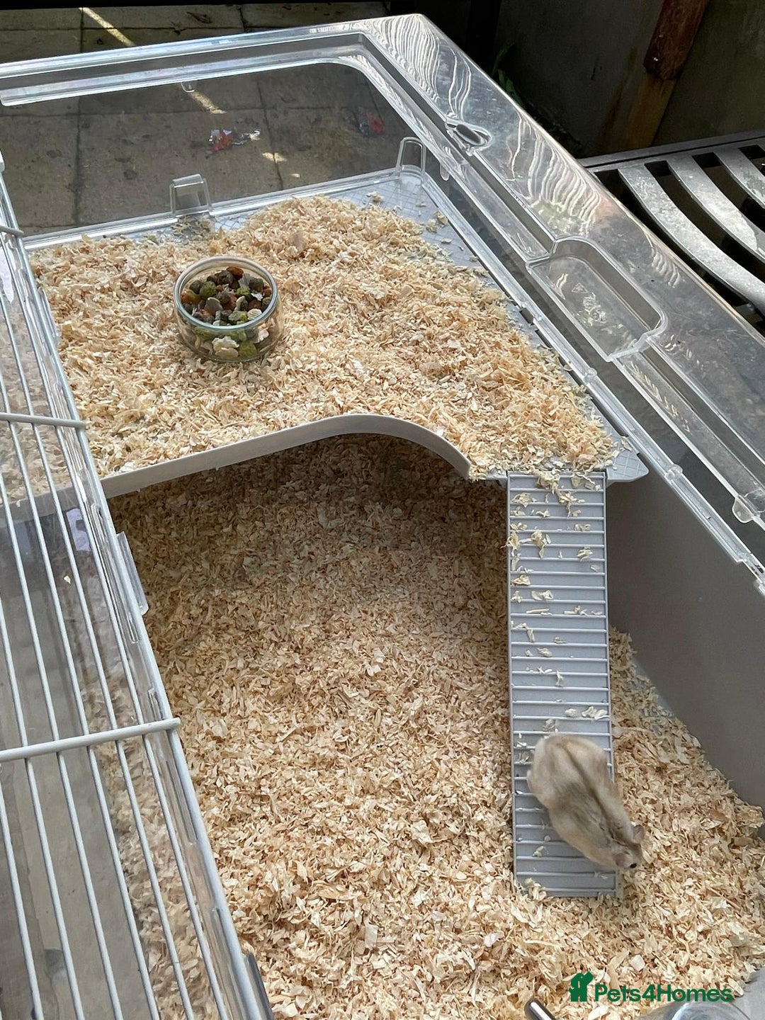 Hamster rodents for sale: Russians Dwarfs hamster  - Image 2
