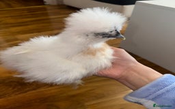 Chickens poultry for sale: USA silkie chickens for sale!  - Image 1