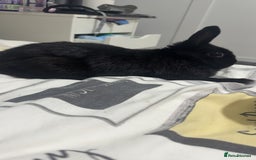 Netherland Dwarf rabbits for sale: Bolt  - Advert 7