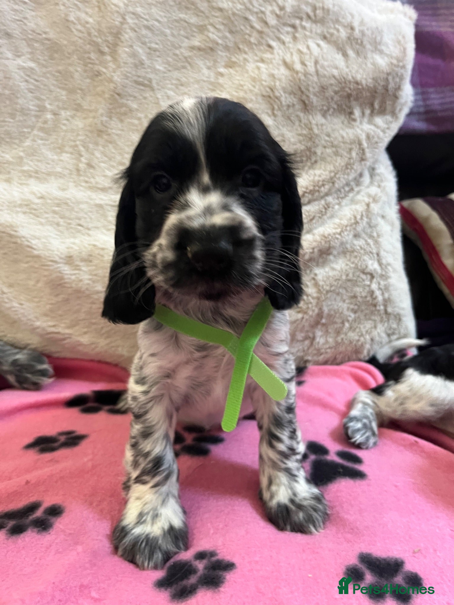 Cocker Spaniel dogs Stunning show type cocker spaniel puppies  - Advert 18
