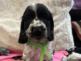 Cocker Spaniel dogs Stunning show type cocker spaniel puppies - Advert 18
