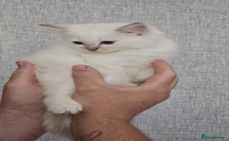 Ragdoll cats - Advert 2