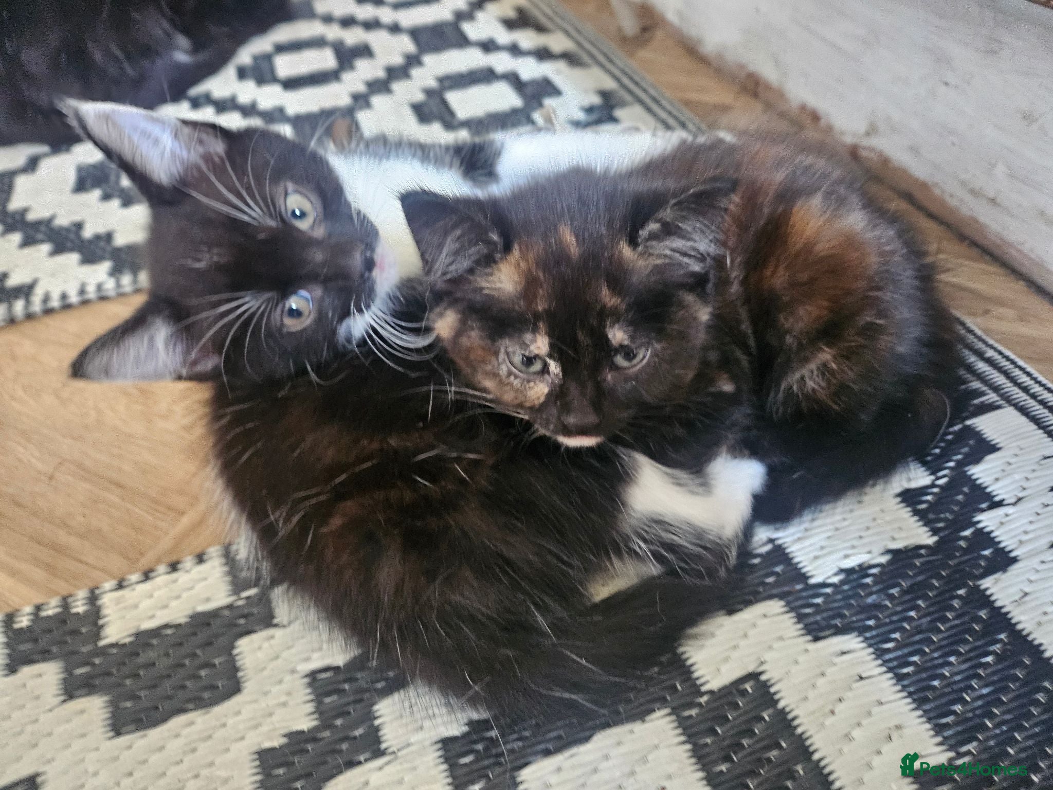 Mixed Breed cats Kittens - long hair - available now - Advert 4