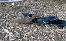 Dobermann dogs for sale: Doberman pups - Advert 9