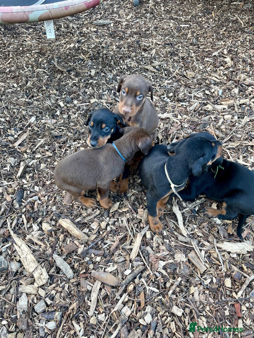 Dobermann dogs for sale: Doberman pups - Advert 9