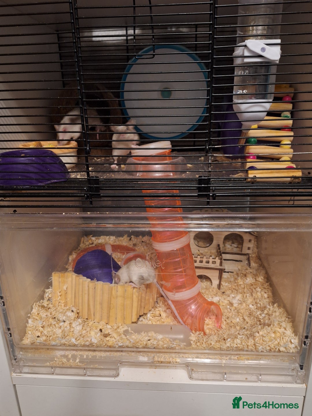 Mouse rodents for sale: 4 x female mice and cage  - Advert 7