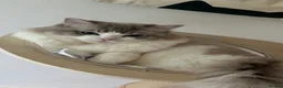 Ragdoll cats for stud: Ragdoll stud  - Advert 1