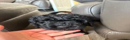 Cavapoo dogs for sale: READY NOW Beautiful f1b black Cavapoos DNA Clear  - Advert 17