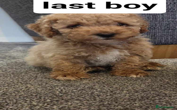 Cavapoo dogs - Advert 9